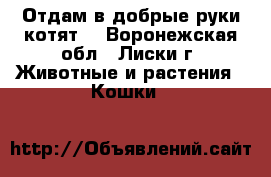 Отдам в добрые руки котят  - Воронежская обл., Лиски г. Животные и растения » Кошки   